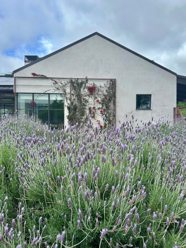 lavenders around house